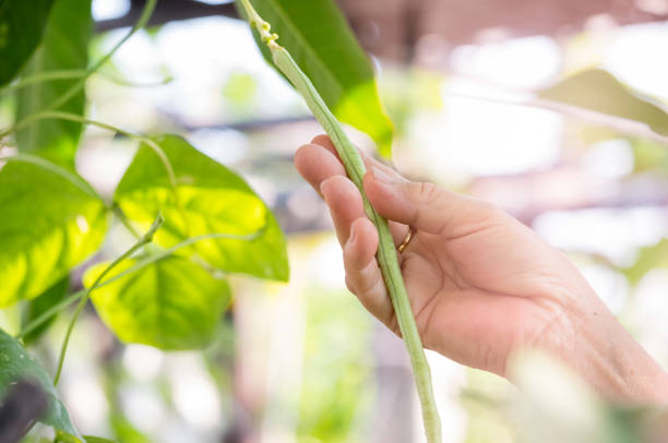 istock Closeup hand kept long beans in the garden. 940472484