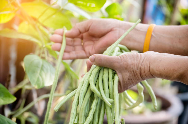 istock Closeup hand kept long beans in the garden. 940472502