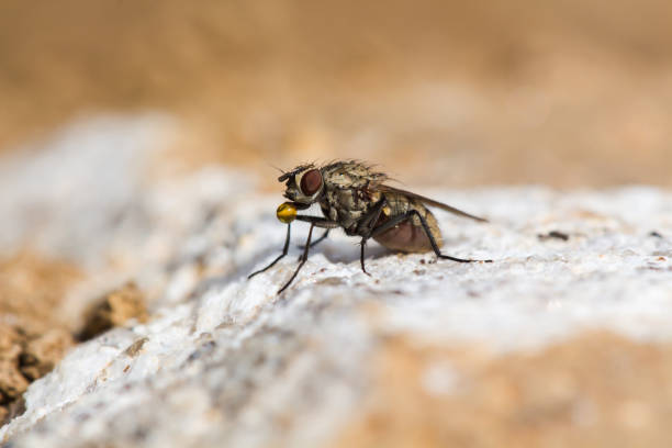 istock A fly in the garden on a stone 940473112