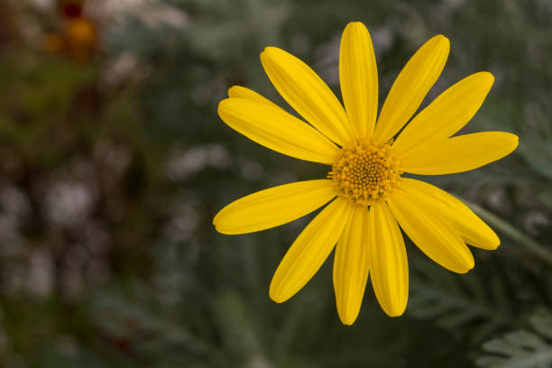 istock close up yellow daisy in green nature 940479710