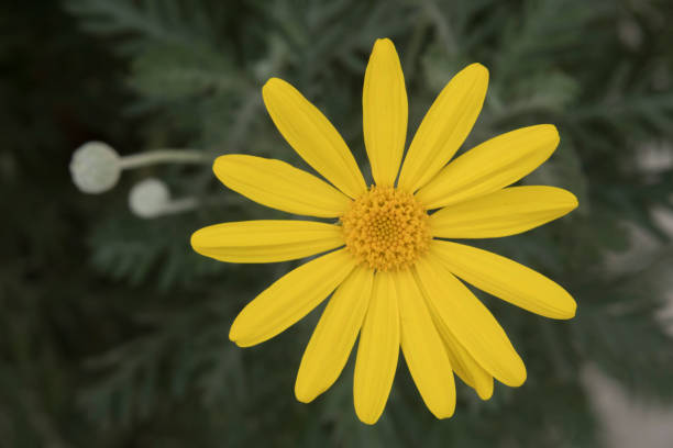 istock close up yellow daisy in nature 940479812