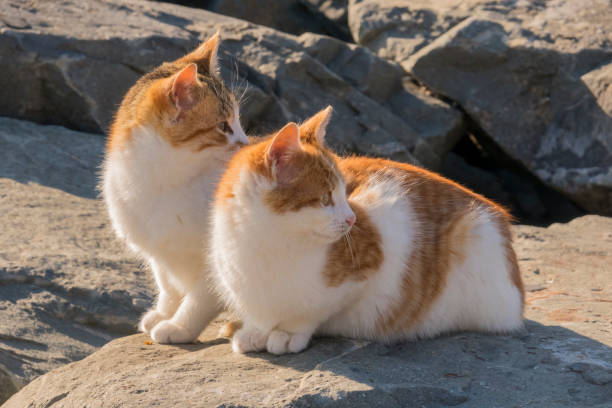 istock sitting yellow and white haired two cats 940488224