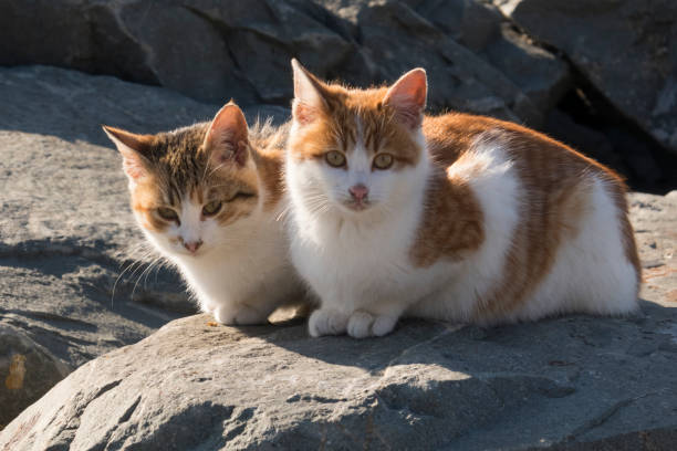 istock sitting yellow and white haired two cats 940488500