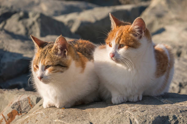 istock sitting yellow and white haired two cats 940488766