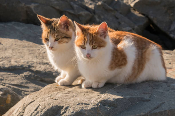istock sitting yellow and white haired two cats 940488836
