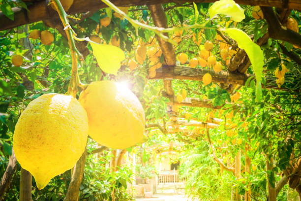 istock Lemon garden of Sorrento 940491298