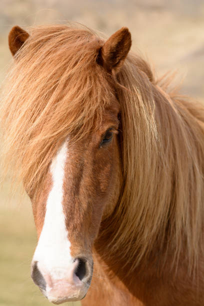istock Horse Icelanders 940491844