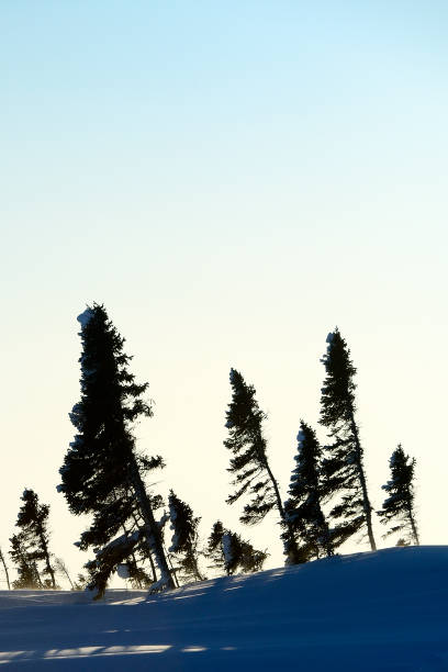 taiga - arctic canada landscape manitoba imagens e fotografias de stock