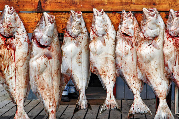 fangfrischen heilbutt in homer, alaska - halibut flatfish fish hanging stock-fotos und bilder