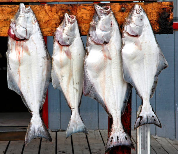 ippoglosso appena pescato a homer, alaska - halibut flatfish fish hanging foto e immagini stock