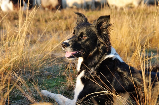 Sheepdog in action