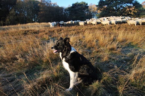 Sheepdog in action