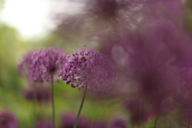 istock Blooming violet garlic plant in garden. 940497598