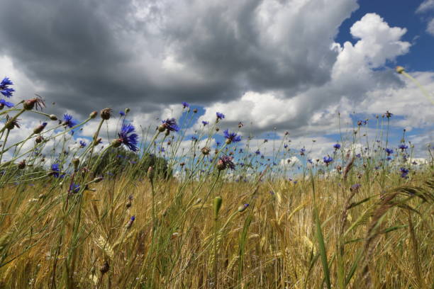 istock a meadow of wild flowers under beautiful sun 940497638
