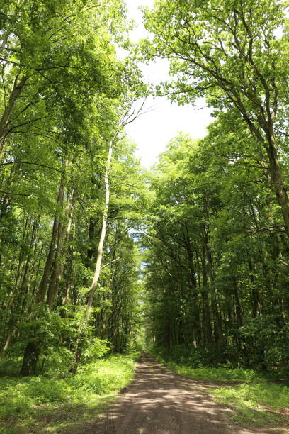 istock forest trees. nature green wood sunlight backgrounds. 940497660