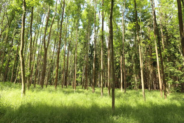 istock forest trees. nature green wood sunlight backgrounds. 940499240