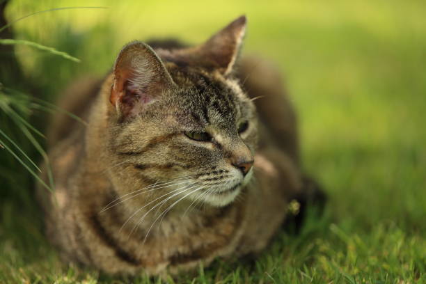 istock Striped cat lying down in the garden. 940499788