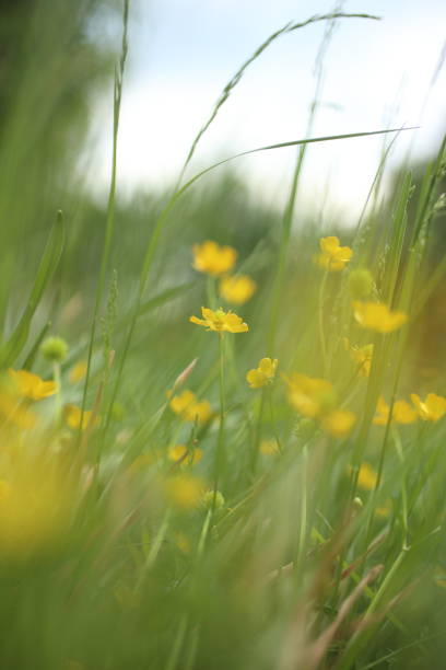 istock Buttercups in the nature 940499800