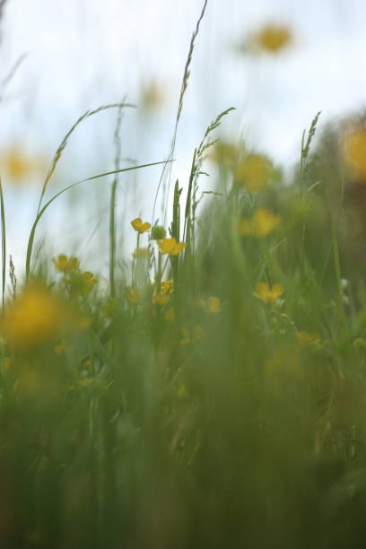 istock Buttercups in the nature 940499802