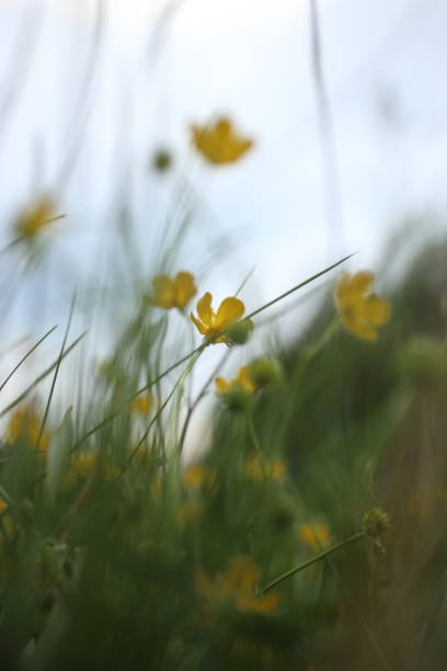 istock Buttercups in the nature 940499812