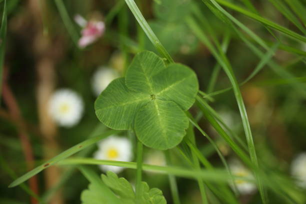 Close-up of Four-leaf Water Clover or Clover Fern, Close-up of Four-leaf Water Clover or Clover Fern,in the grass marsileaceae stock pictures, royalty-free photos & images
