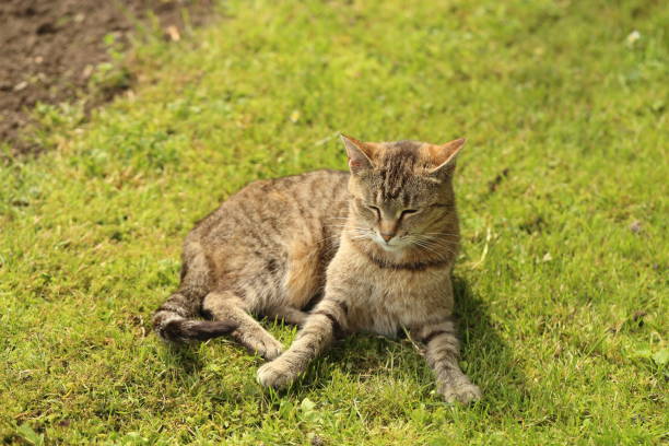 istock Striped cat lying down in the garden. 940501240