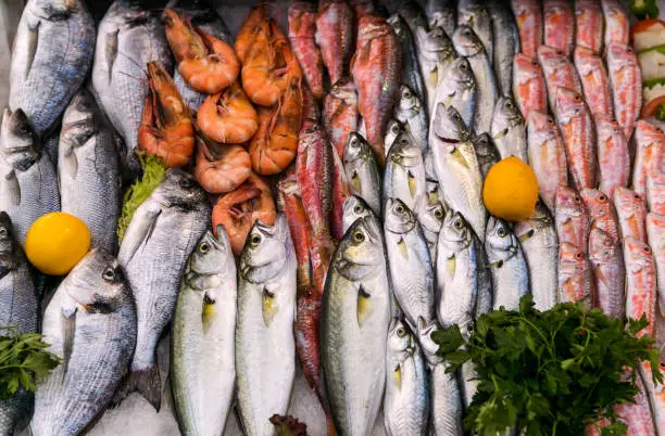 freshly catched fishes at fishmarket of kadikoy istanbul turkey