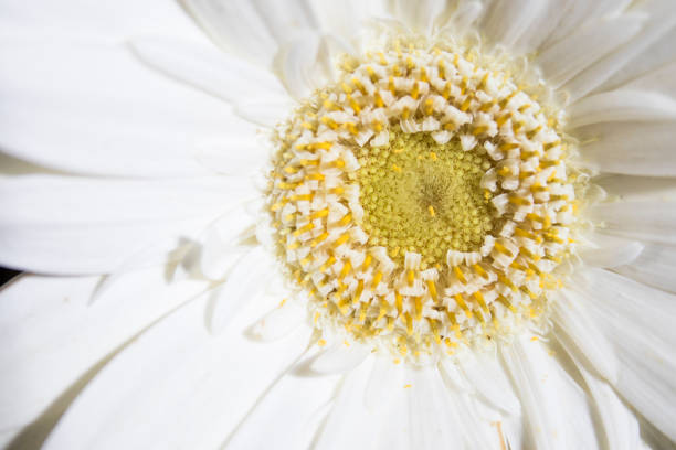 istock White detailed sunflower composition spring flowers 940505442