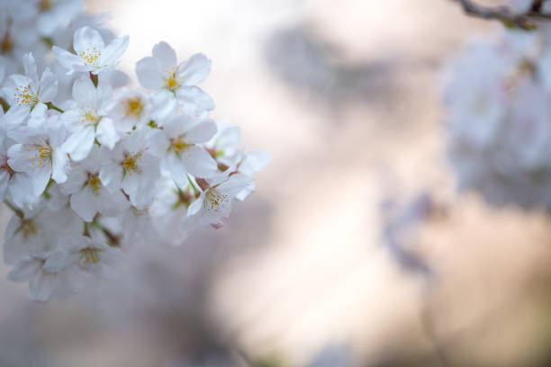 istock Branch of Sakura blossoms against blurred Background 940506150
