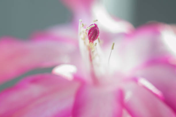 The picture features a Christmas cactus (Schlumbergera) in a charming pot with a polka-dotted upper half and a peach-colored lower half, standing on a windowsill. The cactus displays several vibrant pink flowers and numerous buds amid lush green foliage. Natural light from the window gently illuminates the scene, enhancing the plant's vibrant colors and creating a fresh, lively atmosphere.