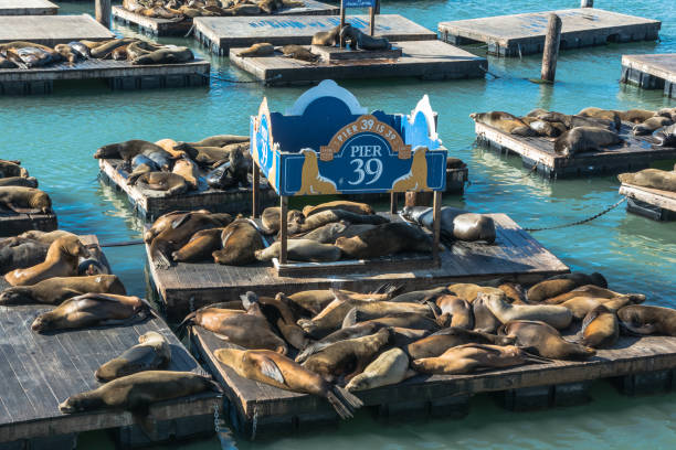 Sea lions at Pier 39, San Francisco stock photo