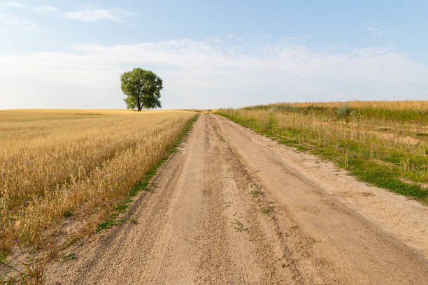 Landscape of a road to a lone standing tree with a field of grain covered by blue flowers Landscape series country road road corn crop farm stock pictures, royalty-free photos & images