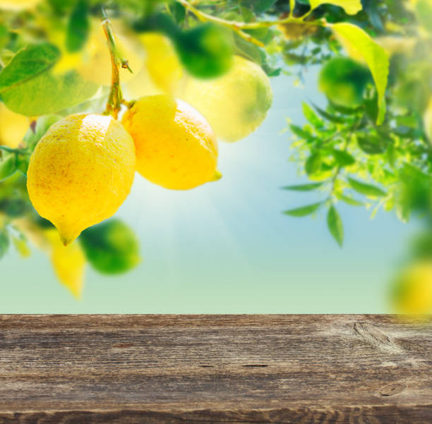 istock Lemon garden with friuts 940509528