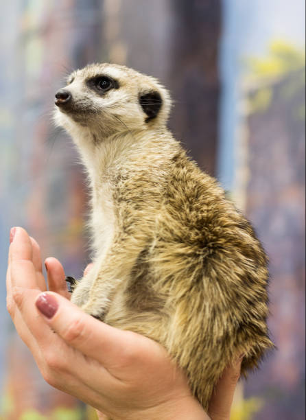 istock Meerkat looking into the distance 940512320