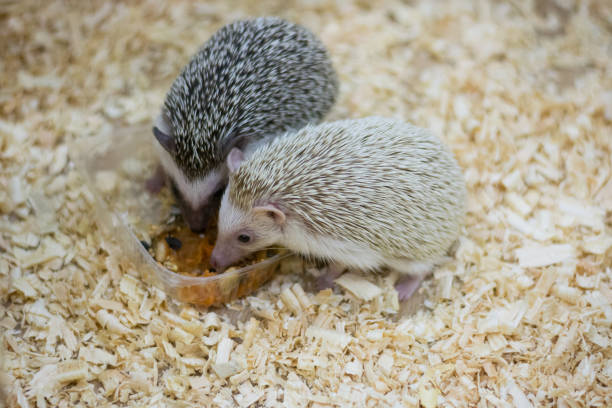 Two hedgehogs eat in the contact zoo