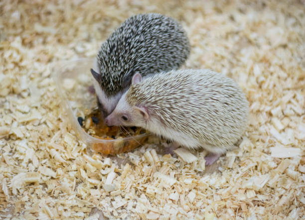 istock Two hedgehogs eat in the contact zoo 940512642