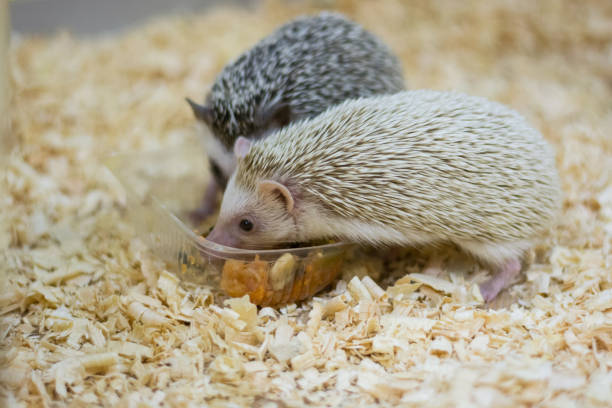 istock Two hedgehogs eat in the contact zoo 940512860