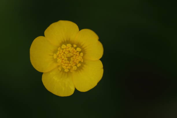 istock yellow flower against dark background 940515546