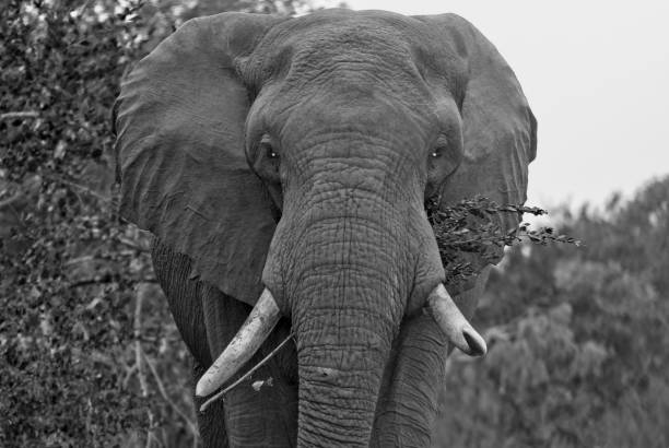 istock Potrait of an Bull Elephant in Musth 940519332
