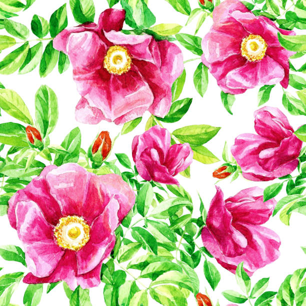 stockillustraties, clipart, cartoons en iconen met aquarel herhalend patroon van bloemen van de wilde roos. - boubou
