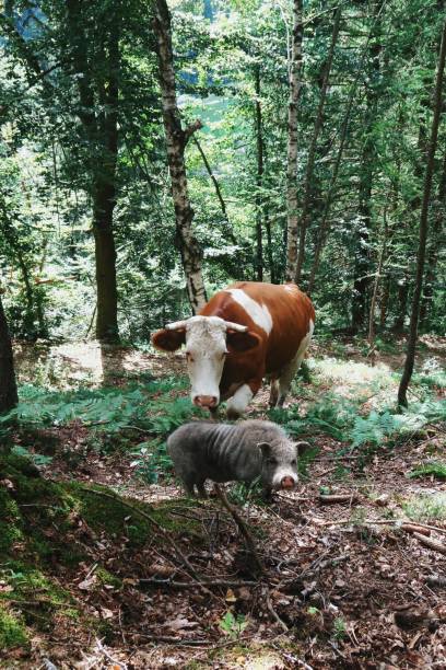 istock Best friends / cow / wild pig / woods 940523132