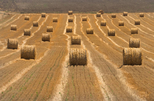 landscape of a fresh plowed wheat field with rolled bales of hay - romanian hay imagens e fotografias de stock