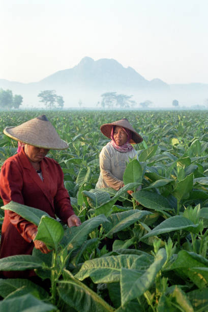 Tulungagung, Indonesia - June 30, 2002: Female farmer picking tobacco leaf tobacco plantation area in Tulungagung, East Java, Indonesia