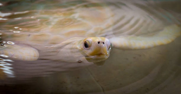 Sea Turtle Swimming stock photo