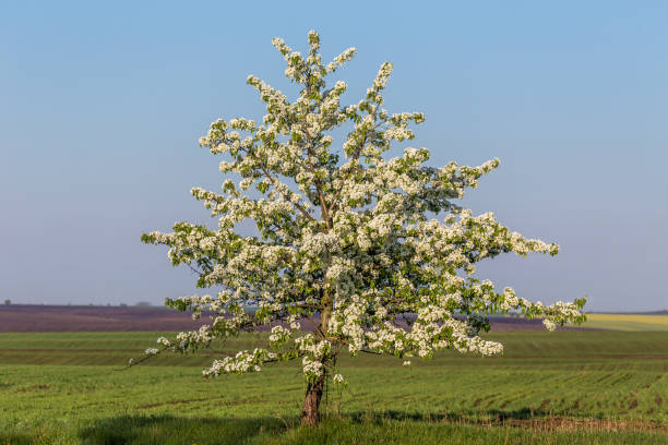 istock Rural agricultural field with lone standing apple tree in blossom at springtime 940536136