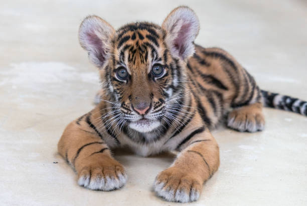 Tiger cub stock photo