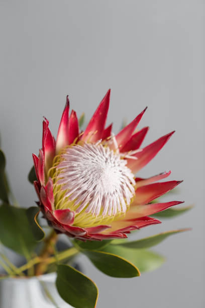 istock One large flower King Protea. Grows in South Africa. Gray background. 940540022