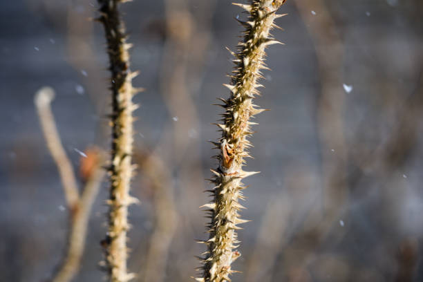close-up of a snow covered twig of a wild rose shrub with sharp thorns
