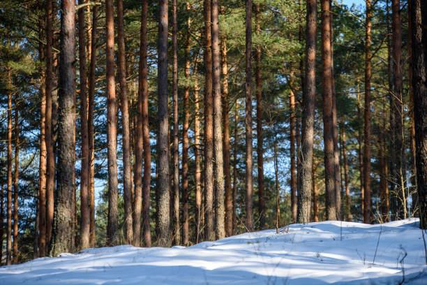 winter rural scene with snow and tree trunks in cold weather. sunny day in forest