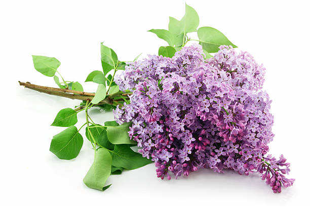 istock Bunch of Lilac Blossom Isolated on White 94054551